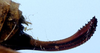 Acilacris (Acilacris) obovatus Naskrecki, 1996: female ovipositor (allotype). (Otu).