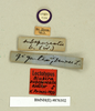 Blaberus discoidalis Serville, 1838: Copyright Natural History Museum, London. Labels from lectotype (adult male) of Blabera subspurcata Walker, 1868 in BM(NH). (Otu).