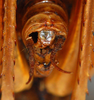 CollectionObject 1532955; edde4113-bad5-47b9-a074-ba435ccd2946: male, terminalia. (CollectionObject).