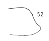 Forewing on Cyarda acuminipennis (Spinola, 1839): (Observation).