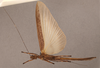 CollectionObject 1562144; ae693930-b631-4500-b1c0-e462940c3224: copyright NHRS, Stockholm. female, ventral view (holotype). (CollectionObject).