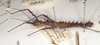CollectionObject 1560994; 34482216-ad46-4d81-a992-9851a8cd1fc9: copyright UMO, Oxford. female of Phasma (Acanthoderus) bicoronata, lateral view (holotype). (CollectionObject).