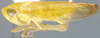 Habitus, lateral view: !! display not done !! on Cahya chapadensis (Baker, 1923): Cahya chapadensis, lateral habitus (INHS). (Observation).