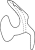 Aedeagus, lateral view on Erythridula lasteri (Hepner, 1977): Aedeagus (paratype), lateral view. (Observation).