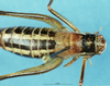 CollectionObject 1507168; 3d5a07f9-79e9-4941-868c-d10c4e412998: female, dorsal view. (CollectionObject).