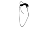 Lysacris festae (Giglio-Tos, 1898): Fig. 7. male cercus, dorsal view. (Otu).