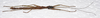 CollectionObject 1584684; e23e03ad-bf2a-4d6d-8179-29324f774b58: copyright MBBJ, Bogor. male, lateral view (holotype). (CollectionObject).