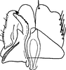 Subgenital plate, ventral view on Diplocolenus (Diplocolenus) ikumae (Matsumura, 1911): Subgenital plate. (Observation).