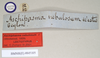 CollectionObject 1562601; NHMUK(SF IMPORT DUPLICATE) 845105, 1e438189-2f6c-48ee-830e-60c22fcab8c0: copyright Natural History Museum, London. male, data labels [round label reversed] (lectotype). (CollectionObject).