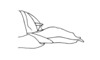 Tropidacris descampsi Carbonell, 1986: Fig. 36B. female ovipositor, lateral view. (Otu).