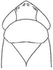 Head: !! display not done !! on Arundanus crumbi (DeLong, 1916): head, dorsally. (Observation).