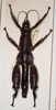 Dryococelus australis (Montrouzier, 1855): copyright Natural History Museum, London. male (non type, Lord Howe Island). (Otu).