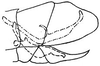 Pygofer, lateral view: !! display not done !! on Amblysellus curtisii (Fitch, 1851): genital capsule, laterally. (Observation).