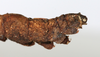 CollectionObject 1561349; cf80abfd-d8b1-4d7d-8b35-996b3b8dea81: copyright MHNG, Geneva. female: end of abdomen, lateral view (holotype). (CollectionObject).