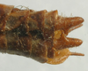 CollectionObject 1520615; d4a0c3fa-29df-4746-a5d1-9b0f0c2f3c24: male cerci (paratype of Pholidoptera caucasicus). (CollectionObject).