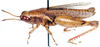 Cryptocatantops debilis (Krauss, 1901): as Catantops debilis. dorso-lateral view. (Otu).
