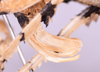 CollectionObject 1544707; UDBC<IH> MUD 046 ORT, dbf5e890-6786-4fe1-a701-a6edb7b4db4d: female, ovipositor lateral view (paratype). (CollectionObject).