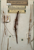 CollectionObject 1558079; f43a6106-40eb-407d-a539-9513655dcadd: copyright NMW, Vienna. male (holotype). (CollectionObject).