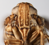 Head: !! display not done !! on Javesella (Javesella) pellucida (Fabricius, 1794): (Observation).