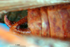 CollectionObject 1500608; 195d9e36-1b3d-4545-bb1f-167f8f4800d0, DORSA BTtroamyHTM: male cerci (holotype). (CollectionObject).