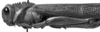 CollectionObject 1580073; 8a6c98b2-25c3-45bc-8c20-91b9fdf2ed90: Image Carbonell, C.S. male, lateral view. (CollectionObject).