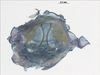 CollectionObject 1578298; 0c4ce193-a856-4a03-a665-592343d1b3e0: male, phallus, outer view. (CollectionObject).