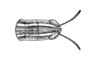 Macrotona australis (Walker, 1870): Fig. 10. Macrotona gracilis, dorsal view of head and pronotum. (Otu).