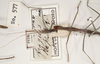 CollectionObject 1559065; f6cbbfce-1944-4626-a48e-3257402d1726: copyright OUMNH. male: head and thorax of synonym Phasma (Bacteria) fragilis (holotype). (CollectionObject).