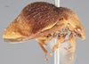 Habitus, lateral view on Cyphotes bullata (Stål, 1862) now Cyphotes nodosa Burmeister, 1835: (Observation).