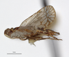 Habitus, lateral view: (Observation).