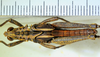 CollectionObject 1498818; 2da30b4f-c860-4267-8220-dc97688621d0: 2012. male, dorsal view. (CollectionObject).