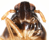 Head: !! display not done !! on Pissonotus marginatus Van Duzee, 1897: (Observation).