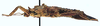 CollectionObject 1564143; d1c37fcf-05fc-476d-a073-5c7429a2f839: Copyright MNHN, Paris. female, lateral view (holotype). (CollectionObject).