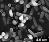 Brochosomes: !! display not done !! on Cuerna alba Oman & Beamer, 1944: CR781 | U.S.A., New Mexico, Otero Co., White Sands NM, Rakitov R. [#02-39], 17-21 Jul 2002 | INHS. (Observation).