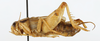 CollectionObject 1588099; 0853b684-939c-406a-a66a-bcd18099ba4d, MNHN-EO-ENSIF6980: male, lateral view (paratype of Gryllopsis aelleni). (CollectionObject).