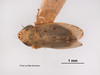 Habitus, dorsal view: !! display not done !! on Psammotettix cahuilla (Van Duzee, 1925): (Observation).