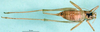 CollectionObject 1502713; 58617210-fb98-4845-b674-d4facdf462ad: female, dorsal view (syntype). (CollectionObject).