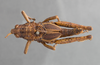 CollectionObject 1523915; c25125fd-b760-49e9-87a6-69ae1f62f438: male, dorsal view (holotype). (CollectionObject).