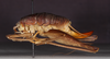 CollectionObject 1583543; 551d3ef8-1b1e-48ce-9101-fb7c7eb95241: female, lateral view (paratype). (CollectionObject).