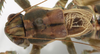 CollectionObject 1527096; f9b6850b-f393-4da0-b498-14d2b1f424fe: male pronotum, dorsal view (neotype). (CollectionObject).
