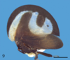 Habitus, lateral view: !! display not done !! on Membracis suctifructus Boulard & Couturier, 1991: (Observation).