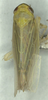 Habitus, dorsal view on Paralimnus (Paragygrus) orientalis (Lindberg, 1929) now Paralimnus (Paragygrus) japonicus (Matsumura, 1914): (Observation).