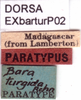 CollectionObject 1581438; 3f651dd0-cb07-403d-b547-dbb6a46f3170: labels (paratype). (CollectionObject).