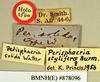 Hyposphaeria stylifera (Burmeister, 1838): Holotype, female, labels. BMNH(E)#878096. (Otu).