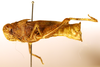 CollectionObject 1478462; fa149b14-8abb-4287-847c-da9ede731a23: female, lateral view (syntype). (CollectionObject).;CollectionObject 1478463; ad8c5b20-4d43-4d3c-ba96-88a94d4b03ba: female, lateral view (syntype). (CollectionObject).