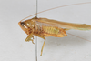 CollectionObject 1505663; b913872e-aee1-4fd2-9bf5-72d29d2ae84e: male, lateral view (syntype). (CollectionObject).