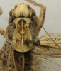 CollectionObject 1536009; 62099709-3525-4cbf-ba77-ea6b8b465b2d: female pronotum, dorsal view (syntype). (CollectionObject).