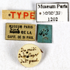 CollectionObject 1587252; MNHN(SF IMPORT DUPLICATE) MNHN-EP-EP1202, 2ab6b348-0b38-44aa-a930-02d1fdbcb8b3: CC BY-NC-ND 4.0/MNHN - Depraetere Marion - 2014. Type, female, of bilobata Saussure, 1864. Specimen number: MNHN-EP-EP1202. http://coldb.mnhn.fr/catalognumber/mnhn/ep/ep1202. (CollectionObject).