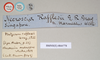 Marmessoidea rosea (Fabricius, 1793): copyright Natural History Museum, London. male, data labels of synonym Platycrana rafflesii (holotype),. (Otu).