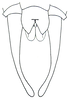 Fig. 2. male, end of abdomen, ventral view. Depicts Schizodactylus inexspectatus (Werner, 1901), an Otu.